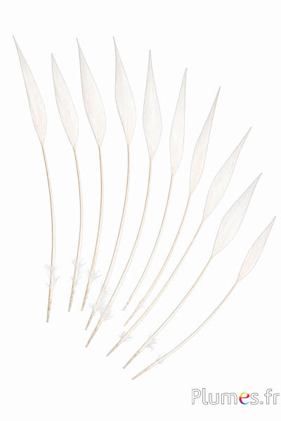 Goudfazant pijl - 14-18 cm - wit-crème